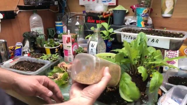 Update Gerbera it’s feeding first time🌸🎋🌺 смотреть онлайн