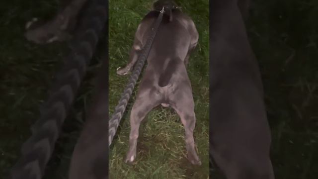 Собака напала на хозяина ⛔️ ⛔️ ⛔️ #americanbully #pitbull #dog #animals смотреть онлайн