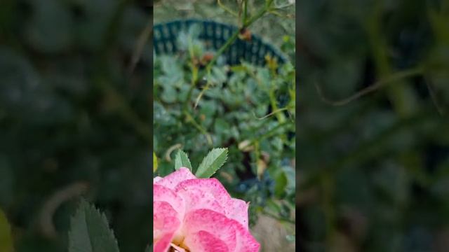 Розу Бриозу съели гусеницы