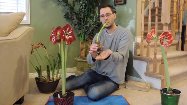 Barbados and Samba are Blooming - Amaryllis Update смотреть онлайн