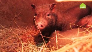 Как правильно кормить поросят / Чем кормить двухмесячных поросят