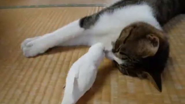 Попугай, который не даёт коту поспать смотреть онлайн