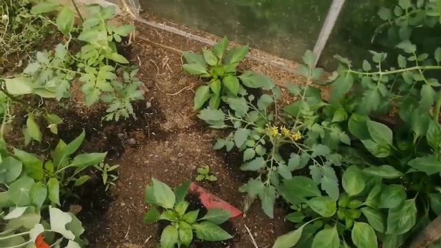 Новости фазенды. Арбузы, дыни. Эксперимент. смотреть онлайн