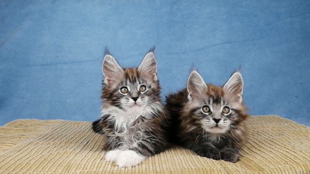 Maine Coon kittens Litter D2 смотреть онлайн
