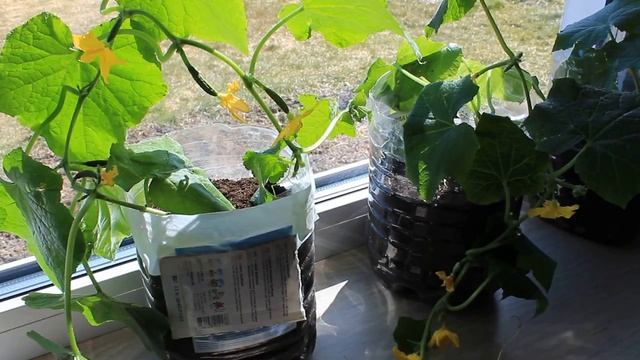 АПРЕЛЬСКИЙ СОРТ ОГУРЦОВ РЕАЛЬНО ПОСПЕЛ В АПРЕЛЕ ! УРОЖАЙ НА ПОДОКОННИКЕ СУПЕР СПОСОБ ! смотреть онлайн