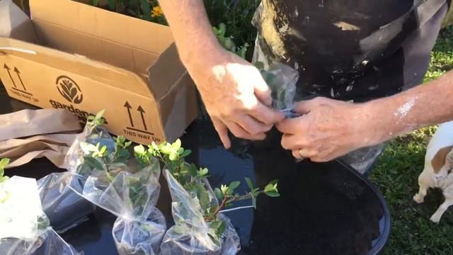 Gardeners Dream Red Firethorn Hedging Plants 20-40cm Pyracantha Red Column Evergreen Hedge Review смотреть онлайн