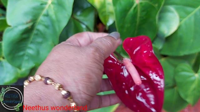 Anthurium plants care# How to care Anthurium plants. EP225 смотреть онлайн