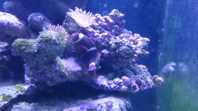 Аквариум в Зоопарке Будапешта/ С детьми в Будапеште. Часть 2 смотреть онлайн