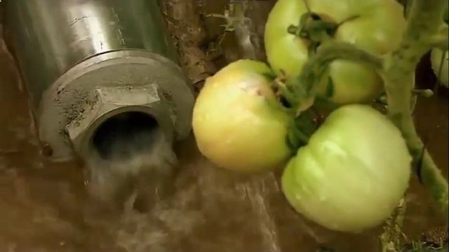 Дачи урожая видео смотреть онлайн