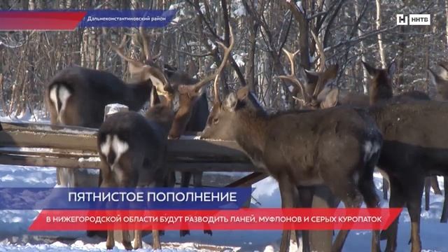 Пятнистые олени поселились в Дальнеконстантиновском районе Нижегородской области смотреть онлайн