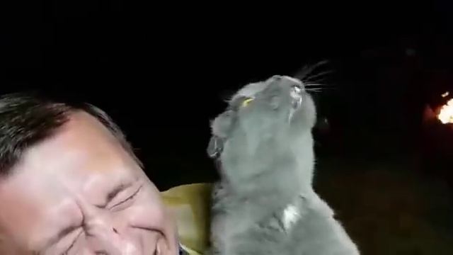 Кот меломан смотреть онлайн