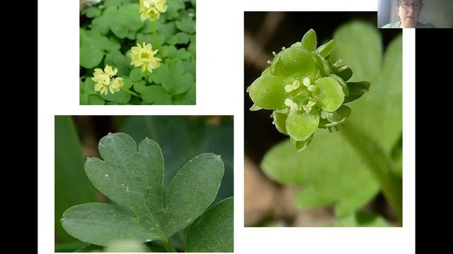 Online Talk: Wild Woodlands смотреть онлайн