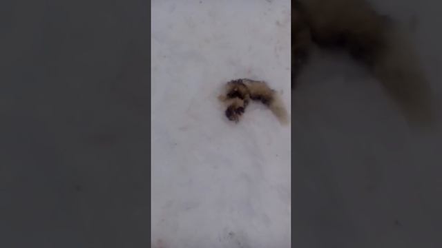 Волки загрызли собаку среди белого дня смотреть онлайн