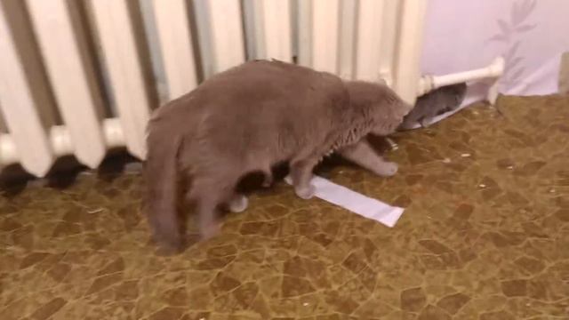 Ксюша с котятами кошка следит за котенком кошка и котята смотреть онлайн