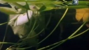 Лось  Ребятам о зверятах.п