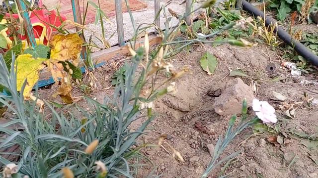 В Сибири пришла пора садить чеснок и собирать семена! своя земля