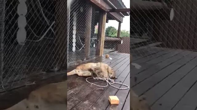 Аренда экзотических животных. Пума играет смотреть онлайн