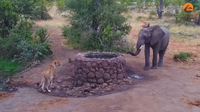 Elephant Sprays Water at Lion смотреть онлайн