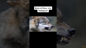 Волк vs Рысь кто победит?