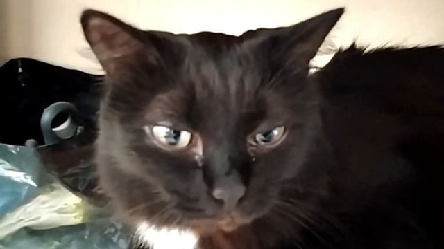 Ответственная кошка смотреть онлайн