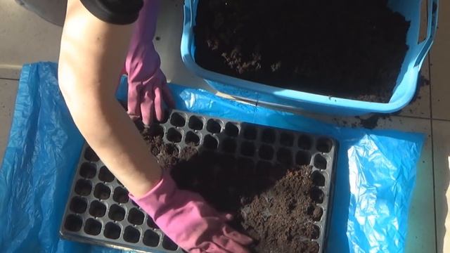 Посев листовой капусты Кале (Кейл) в ячейки. Пикировка не потребуется - будет легкая перевалка смотреть онлайн