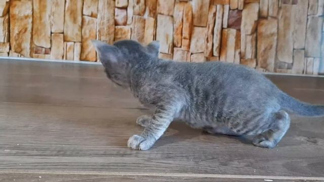 Grateful cat уральский рекс голубая девочка табби редкий окрасс смотреть онлайн