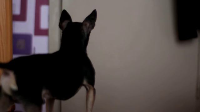 Russian Toy Terrier | Rich | 3 смотреть онлайн