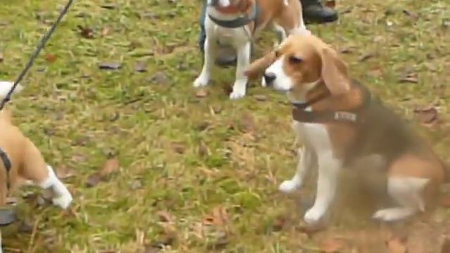 schlangenfichte_jagd5.MOV смотреть онлайн