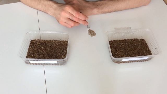 Как прорастить павловнию из семян. смотреть онлайн