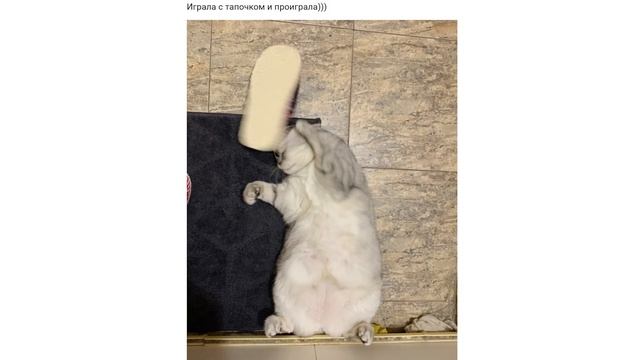 КОМИКСЫ И МЕМЫ ПРО МОЮ КОШКУ))) | Мемозг #533 смотреть онлайн