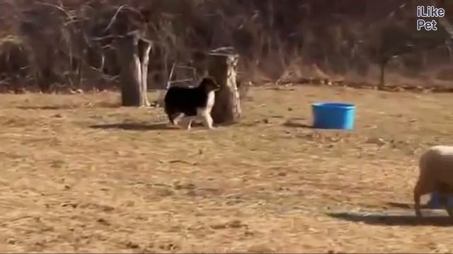 Австралийская овчарка Аусси Внешний вид на iLikePet смотреть онлайн