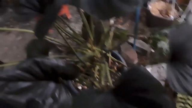 Homalomena Black Emerald, Kemoyang Hitam