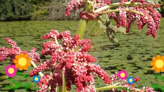 Ревень тангутский Атросангуина. Краткий обзор, описание характеристик, где купить саженцы смотреть онлайн