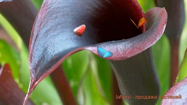 Калла обыкновенная Блэк Форист (calla black forest) ? обзор: как сажать, луковицы каллы Блэк Форист смотреть онлайн