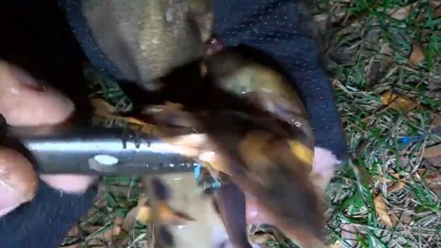 Саламандра на крючке вместо налима смотреть онлайн