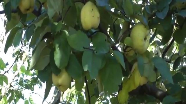 Айва обыкновенная (Cydonia oblonga). Айва звичайна смотреть онлайн