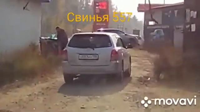 Свинья Усть-Илимская