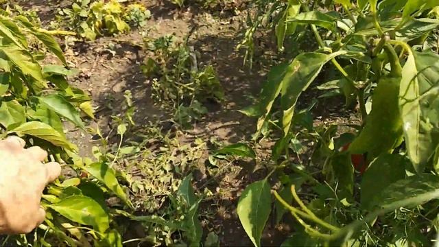 Урожай лука - 2021, узнали как цветёт брокколи ! смотреть онлайн