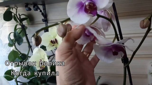 Открытая система Развеем Страхи #орхидея смотреть онлайн