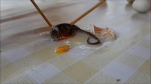 Вылупление ящерицы из яйца.