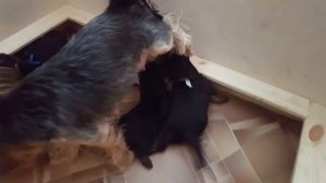 щенки йоркширского терьера 3 недели