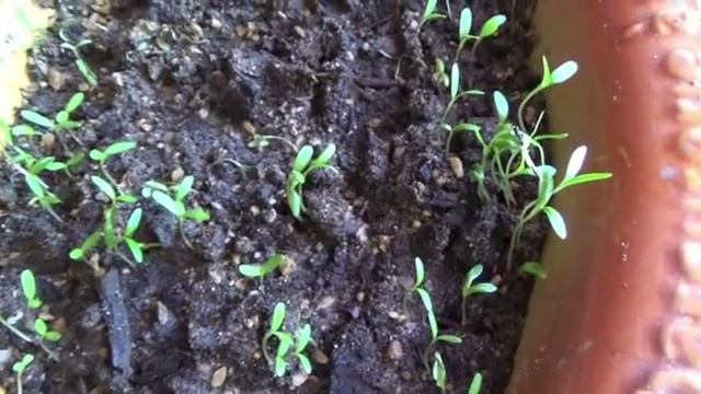 Франция.VLOG:Воскресенье,Вид из моего окна,Пасхальные традиции Французов смотреть онлайн