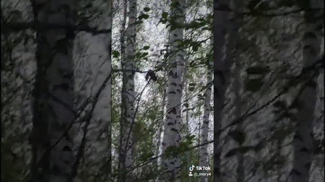 Незванные гости. Жители острова. Природа. Рыбалка. смотреть онлайн