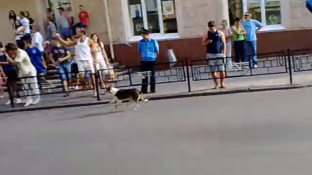 Собака гонщик Черновцы 13.08.11 ралли смотреть онлайн