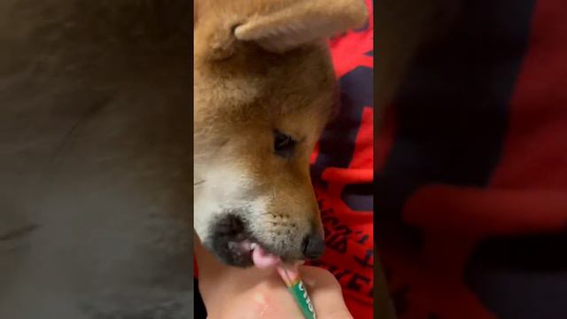 「狂犬病のワクチン頑張ったから、わんちゅ〜るのご褒美だいっ♪」“As I tried rabies vaccine hard, I got WANTHURU in a reward. ”#柴犬#子犬 смотреть онлайн