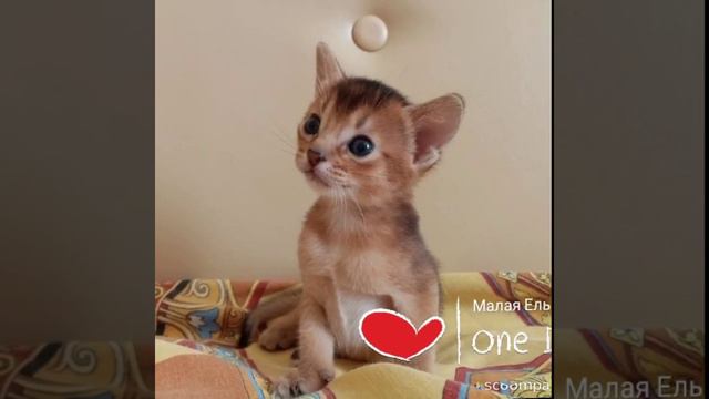 Аби грация 🙂 лучшие представители породы только для Вас 🙏 смотреть онлайн