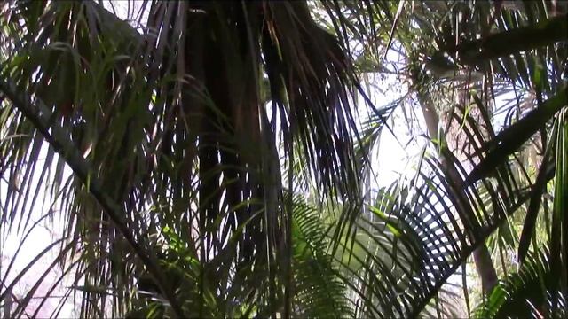 Dypsis Palms in my collection смотреть онлайн
