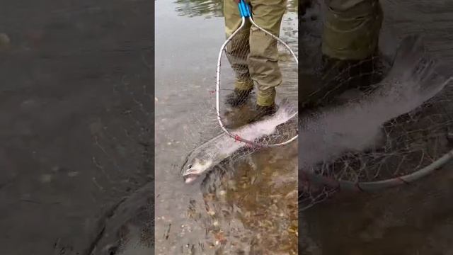 Сахалинский Таймень #лосось #рыба #кета #горбуша #таймень #спиннинг #кижуч #голец смотреть онлайн