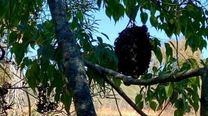 Американские дикие пчёлы 🐝 Посвящается пчеловодам всего мира.