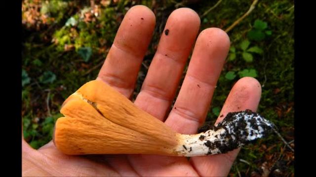 Clavariadelphus Truncatus